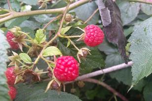 928 110th St - Photo 31