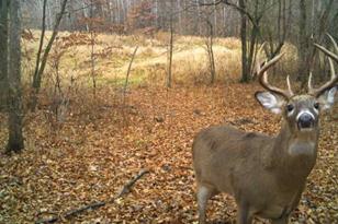 7243 Hazelwood Ave, Webster Township, MN 55057 - Photo 89