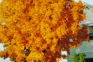 228 2nd St, Long Prairie MN  56347-1006 exterior