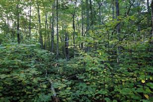 L3 B13 Wb15 Winter Trail, Breezy Point, MN 56472 - Photo 1