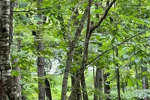 Xxx Chippewa Trail, Exeland, WI 54867 - Photo 5