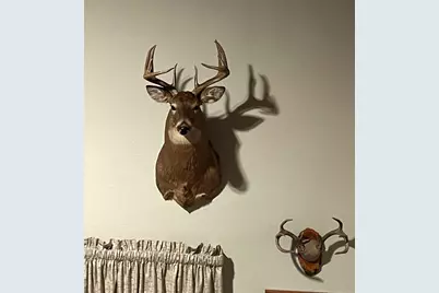 1961 Town Road 118, Birchdale, MN 56629 - Photo 49