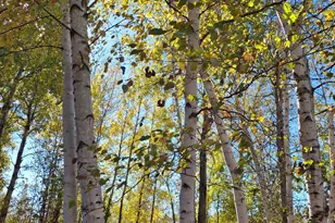 4075 State Hwy 38, Grand Rapids, MN 55744 - Photo 17