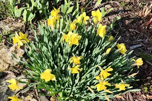 4230 Arboretum Dr NW, Rochester, MN 55901 - Photo 89