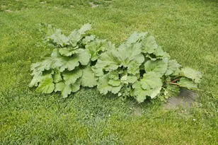 2675 380th St, Boyd, MN 56218 - Photo 93