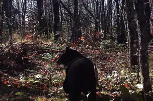 5241 Hut Two Rd, Finland, MN 55603 - Photo 19