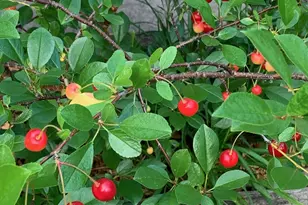 8639 S Strand Lake Rd, Cotton, MN 55724 - Photo 39