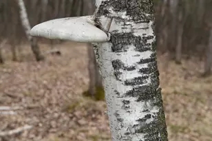 15324 61st Ave, Milaca, MN 56353 - Photo 33