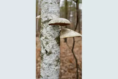 15324 61st Avenue, Milaca, MN 56353 - Photo 31