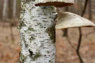 15324 61st Ave, Milaca, MN 56353 - Photo 31