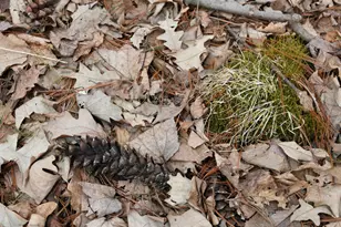 15324 61st Ave, Milaca, MN 56353 - Photo 37