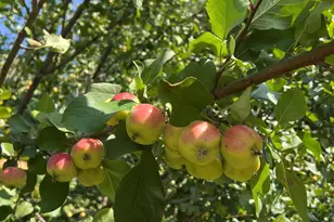 14199 Riverbend Trail, Rocksbury Twp, MN 56701 - Photo 7