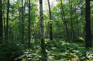 6438 Ponderosa Dr NW, Walker, MN 56484 - Photo 41