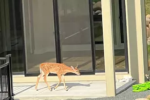 4729 Linden Cove Ln, Savage, MN 55378 - Photo 43