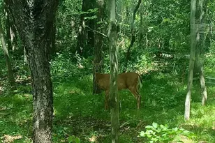 7884 341st St, Stacy, MN 55079 - Photo 11