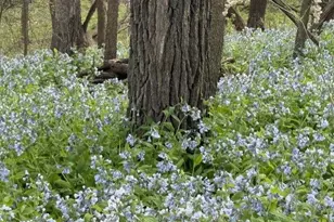 1804 Northern Viola Ln NE, Rochester, MN 55906 - Photo 63