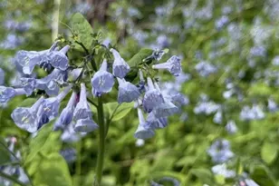 1804 Northern Viola Ln NE, Rochester, MN 55906 - Photo 59