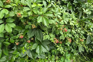 240 1st St SW, Elgin, MN 55932 - Photo 9