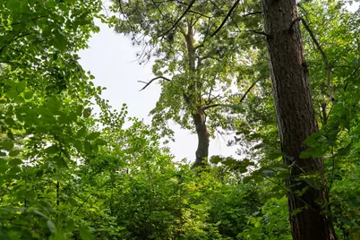 Lot 2 Turtle Lake Drive NW, Walker, MN 56484 - Photo 13