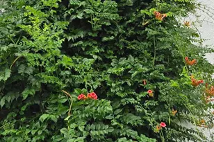 309 5th St SW, Austin, MN 55912 - Photo 77