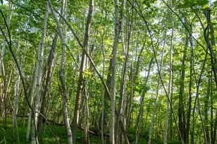 Xxxx Moonlight Dr, Twin Lakes, MN 55718 - Photo 3