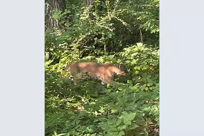 Tbd Brown Lane, Pepin, WI 54759 - Photo 5