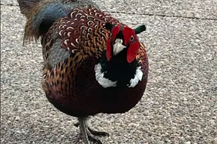 308 17th Ave S, Cold Spring, MN 56320 - Photo 33