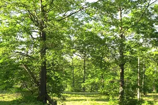 83Xxx - Lot 6 Ashwabay Heights Rd, Bayfield, WI 54814 - Photo 5