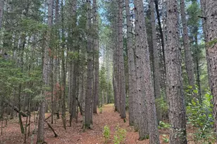 8124 Virginia Ely Rd, Babbitt, MN 55706 - Photo 83