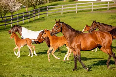 9685 County Road 13 SE, Delano, MN 55328 - Photo 201