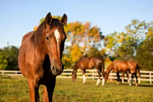 9685 County Rd 13 SE, Delano, MN 55328 - Photo 215