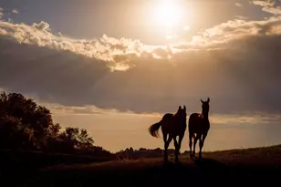 9685 County Rd 13 SE, Delano, MN 55328 - Photo 207