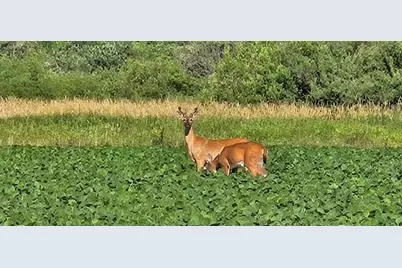 Xxxx Willow Road NE, Carlos, MN 56319 - Photo 1