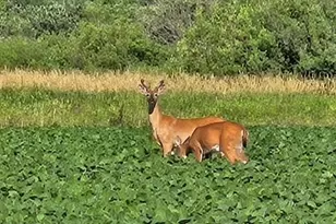 Xxxx Willow Road NE, Carlos, MN 56319 - Photo 1