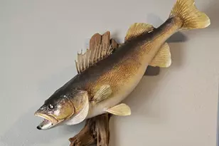 6157 Quinn Ave NW, South Haven, MN 55382 - Photo 17