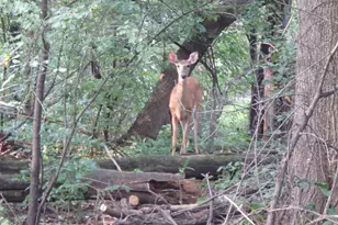 15320 Highwood Dr, Minnetonka, MN 55345 - Photo 5