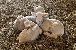 36415 Homer Valley Ln, Winona, MN 55987 - Photo 77