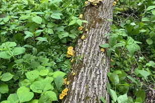 36415 Homer Valley Ln, Winona, MN 55987 - Photo 71