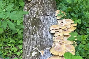 36415 Homer Valley Ln, Winona, MN 55987 - Photo 73