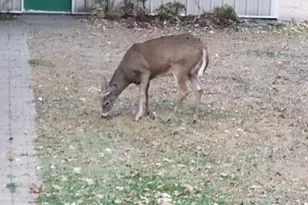 2894 115th Ave, Greenbush, MN 55371 - Photo 69