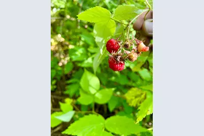 Tbd US Hwy 2, Bagley, MN 56621 - Photo 69