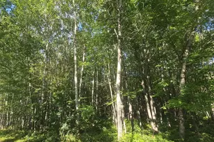 Lot 4 Ken Can Ln, Webster, WI 54893 - Photo 1