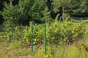 24661 187th St NW, Big Lake, MN 55309 - Photo 37