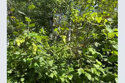 Tbd Hwy 11 (Parcel A), Loman, MN 56654 - Photo 19