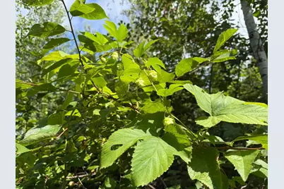Tbd Hwy 11 (Parcel A), Loman, MN 56654 - Photo 17