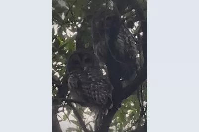 5313 Yorktown Lane N, Plymouth, MN 55442 - Photo 29