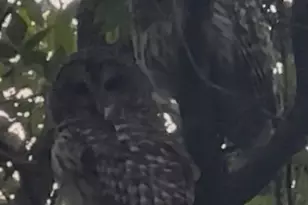 5313 Yorktown Ln N, Plymouth, MN 55442 - Photo 29