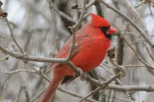 6213 267th Ct, Wyoming, MN 55092 - Photo 35