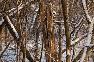 11625 Live Oak Dr, Minnetonka, MN 55305 - Photo 7