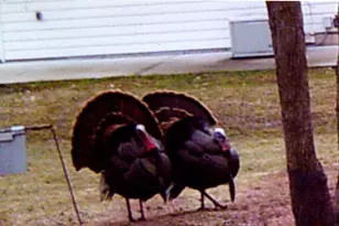 3211 Ivory St, Isle, MN 56342 - Photo 67